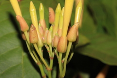 Odontadenia verrucosa
