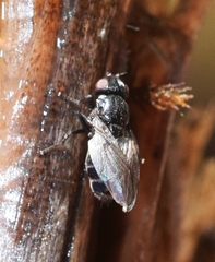 Discomyza