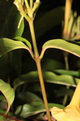 Odontadenia verrucosa
