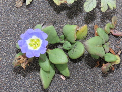 Nolana paradoxa