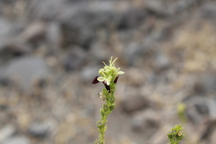 Teucrium nudicaule