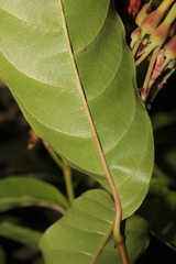 Odontadenia verrucosa