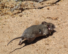 Abrocoma bennettii