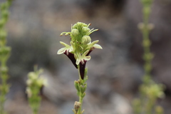 Teucrium nudicaule