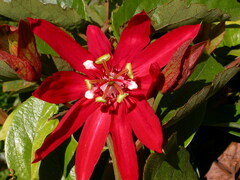 Passiflora miniata × vitifolia