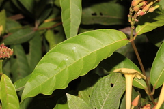 Odontadenia verrucosa
