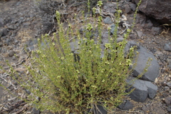 Teucrium nudicaule