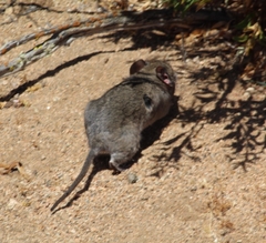 Abrocoma bennettii