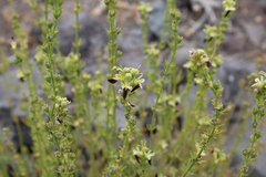Teucrium nudicaule