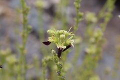 Teucrium nudicaule
