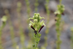 Teucrium nudicaule