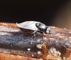 Discomyza