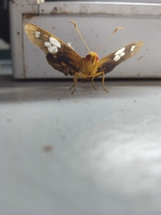 Chaetocneme denitza