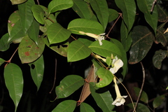 Odontadenia perrottetii