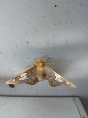 Chaetocneme denitza