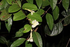 Odontadenia perrottetii