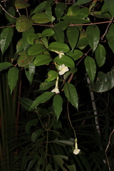 Odontadenia perrottetii