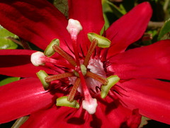 Passiflora miniata × vitifolia