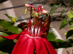 Passiflora miniata × vitifolia