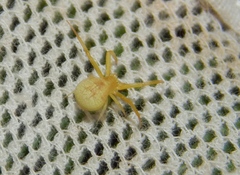 Misumenops rubrodecoratus