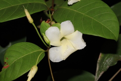 Odontadenia perrottetii