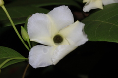 Odontadenia perrottetii