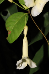 Odontadenia perrottetii