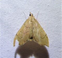 Sericoplaga externalis