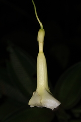 Odontadenia perrottetii