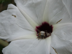 Ipomoea populina