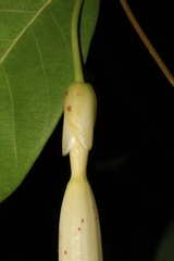 Odontadenia perrottetii