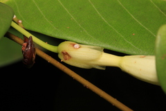 Odontadenia perrottetii