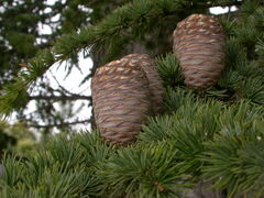 Cedrus atlantica