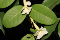 Odontadenia perrottetii