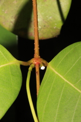 Odontadenia perrottetii