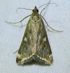 Loxostege munroealis