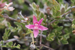 Krameria cistoidea