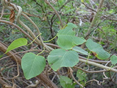 Ipomoea populina