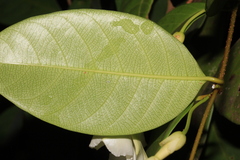 Odontadenia perrottetii