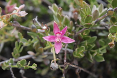 Krameria cistoidea