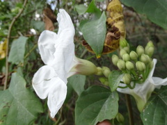 Ipomoea populina