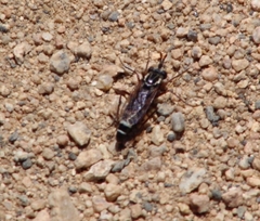 Mitrodetus dentitarsis