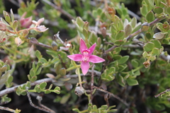 Krameria cistoidea