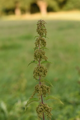 Urtica dioica dioica