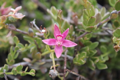 Krameria cistoidea