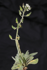 Draba macleanii
