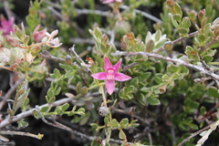 Krameria cistoidea