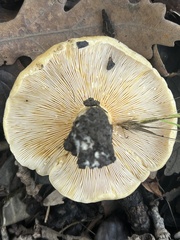 Lactarius