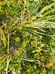 Coprosma perpusilla