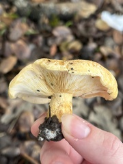 Lactarius